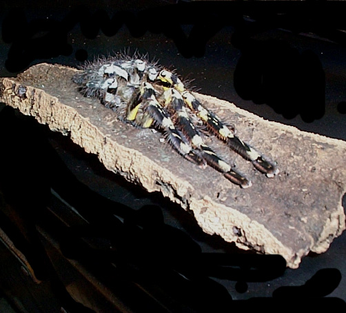 Poecilitheria regalis
