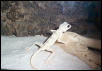 spsider gecko
