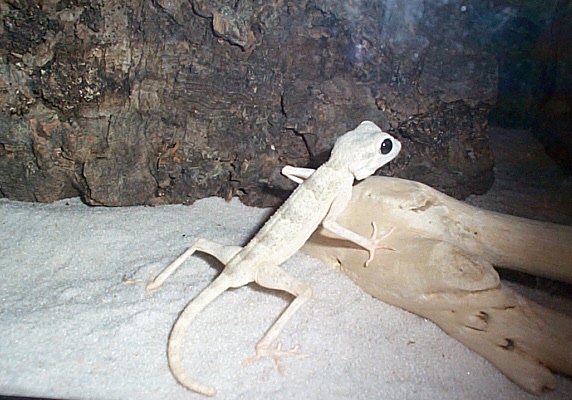 spsider gecko