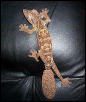 Uroplatus henkeli