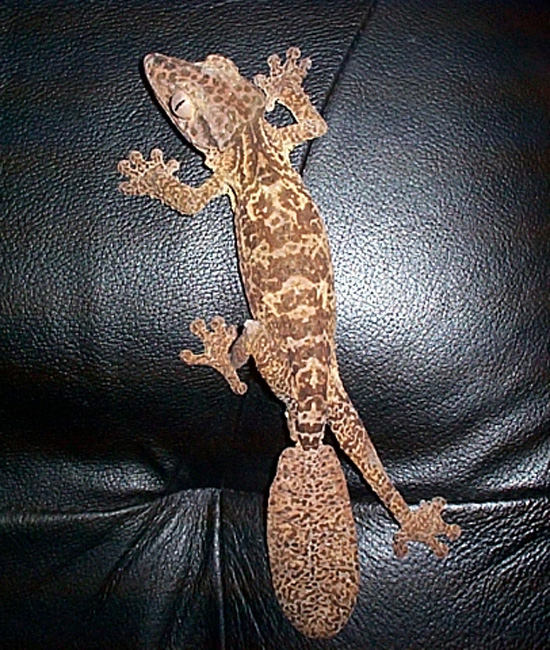 Uroplatus henkeli