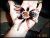 boehmei