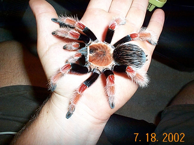 boehmei