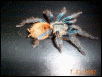 Chromotopelma cyanopubescense