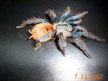Chromotopelma cyanopubescense