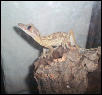 Hungry Henkeli