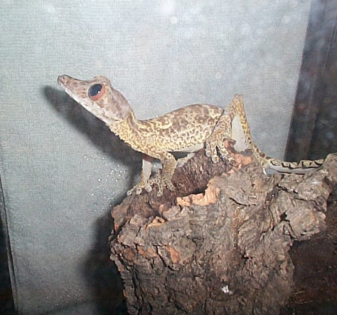 Hungry Henkeli