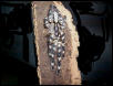 Poecilitheria regalis