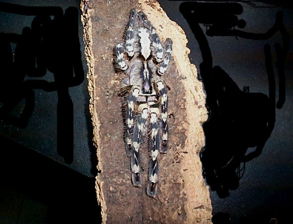 Poecilitheria regalis