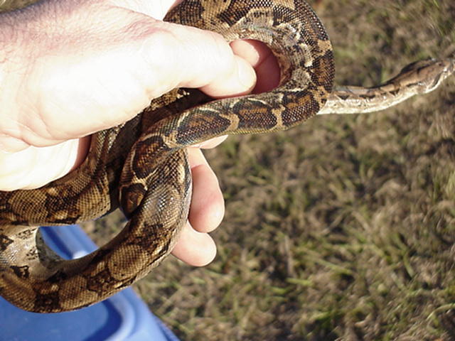 boa