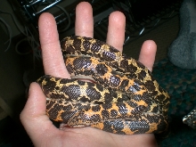 My two female het anery kenyans