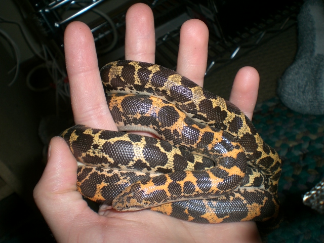 My two female het anery kenyans