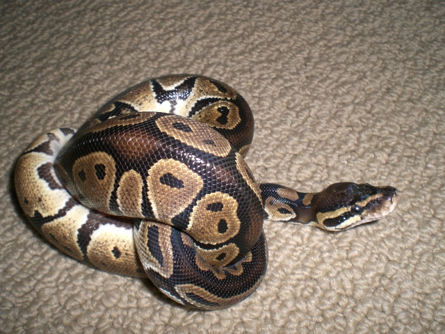 Male BP