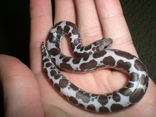 Male Anery Kenyan
