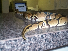 Spot looking at kingsnake.com