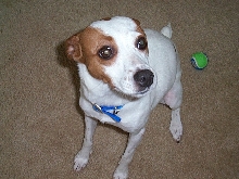 daisy