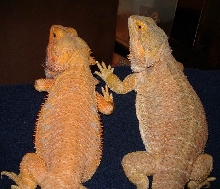 Adult Zilla & Hypo Red/Orange
