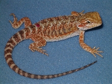 Chris A. hypo red/orangexZilla/redflame/sandfire
