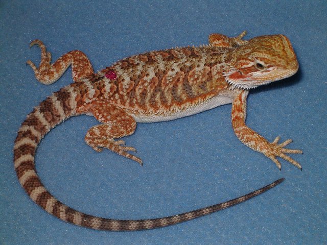 Chris A. hypo red/orangexZilla/redflame/sandfire