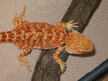 Flaming Orange Hypo Pastel X Hypo Orange