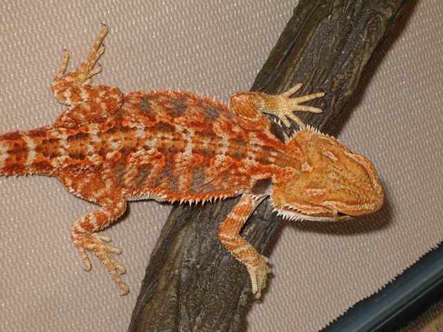 Flaming Orange Hypo Pastel X Hypo Orange