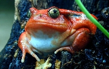 Fat Tomato Frog