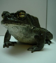 Bufo alvarius