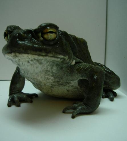 Bufo alvarius