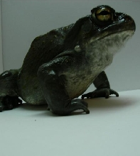 Bufo alvarius