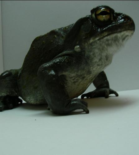 Bufo alvarius