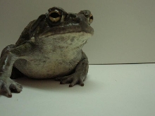 Bufo alvarius