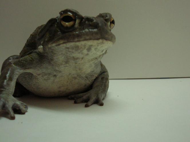 Bufo alvarius