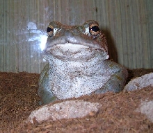bufo alvarius