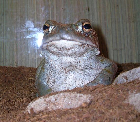 bufo alvarius