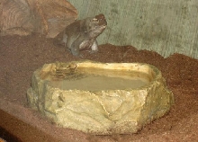Bufo alvarius