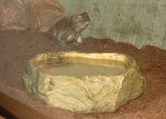 Bufo alvarius