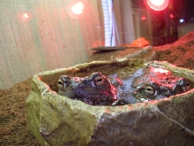 bufo's taken a swim