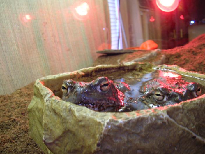bufo's taken a swim