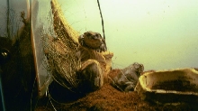 Bufo Alvarius