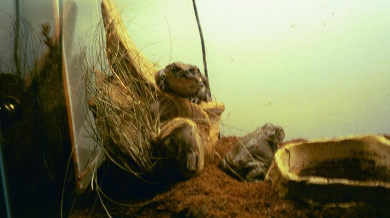 Bufo Alvarius