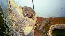 Bufo Alvarius