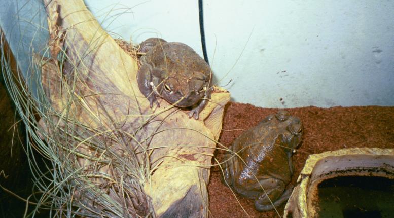 Bufo Alvarius