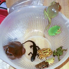 a basket of frogs