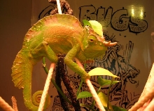 chameleon
