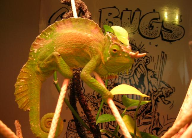 chameleon