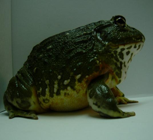 Pyxicephalus adsperus
