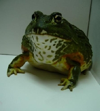 Pyxicephalus adsperus