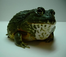 Pyxicephalus adsperus