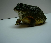 Pyxicephalus adsperus