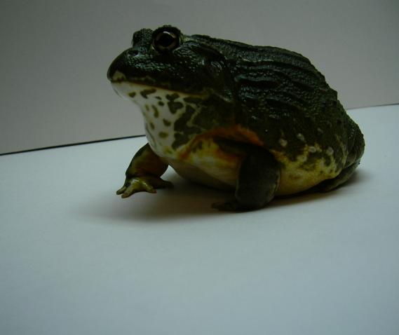 Pyxicephalus adsperus